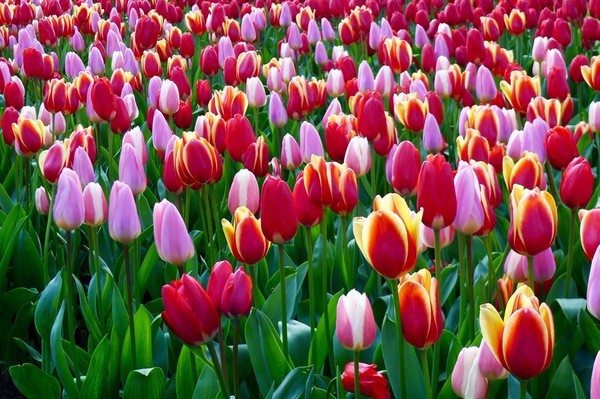 朝圣春天，让我们一起去荷兰看花