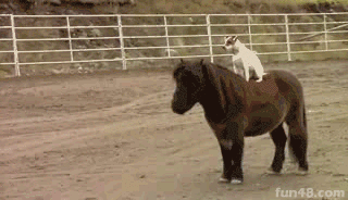 看什么看 不服是吧？有种别跑