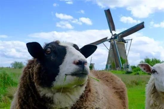 荷兰风车故事 是一首随风起舞的乡村民谣