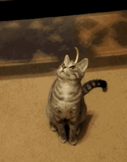 落地平阳被狗 一代百兽之王坠落