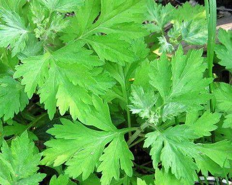 艾叶泡脚的方法