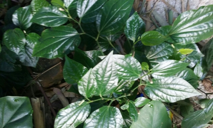 南藤的药用价值_南藤的副作用