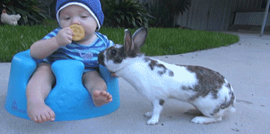 落地平阳被狗 一代百兽之王坠落