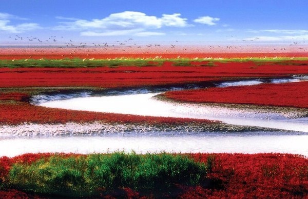 中国一大奇观—辽宁盘锦红海滩