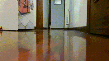 二哈：我蠢起来连我自己都想哭！！！