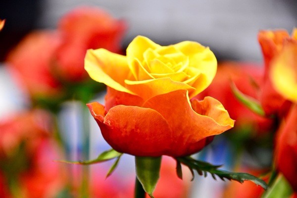 朝圣春天，让我们一起去荷兰看花