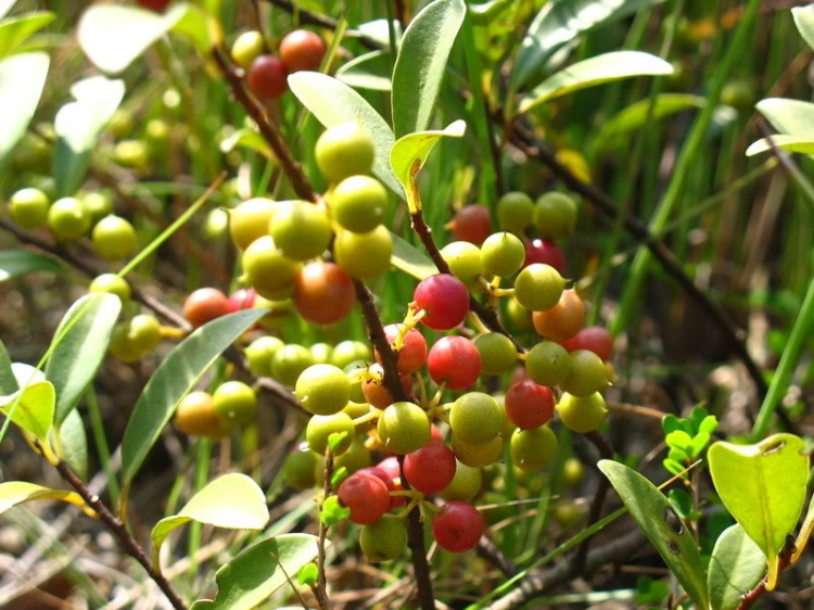 酸藤果的药用价值