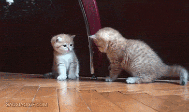 看什么看 不服是吧？有种别跑