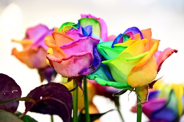 朝圣春天，让我们一起去荷兰看花