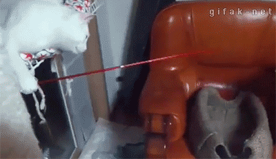 好狗不和鸡斗，本大爷先撤啦