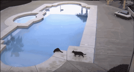 可能这就是跨越种族的爱恋吧