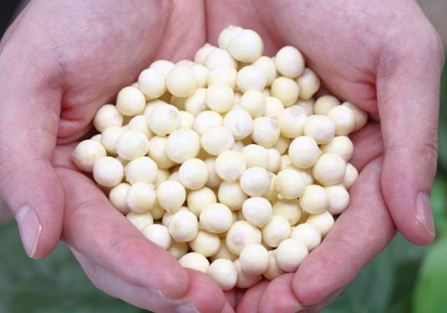 这种米却被称为女人的“不老米”，男人的“长寿米”！