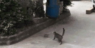 可能这就是跨越种族的爱恋吧