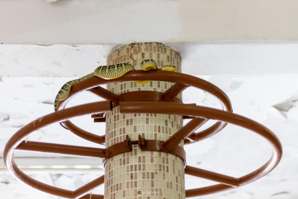 几万条毒蛇在城市寺庙中 百年来从不伤人