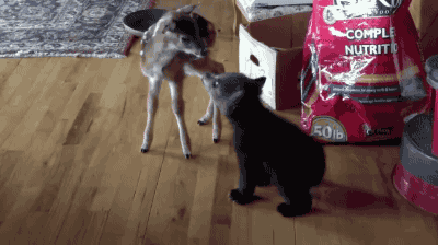 落地平阳被狗 一代百兽之王坠落