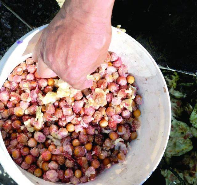 这种米却被称为女人的“不老米”，男人的“长寿米”！