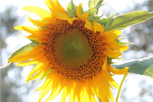 葵花籽的营养价值 