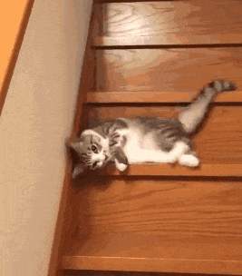 惊不惊喜？刺不刺激？哈哈哈让我措不及防的笑。