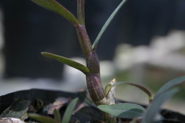黑节草的功效与作用