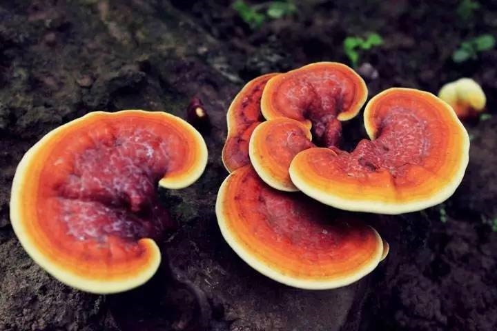 吃灵芝的好处 灵芝的五种营养吃法