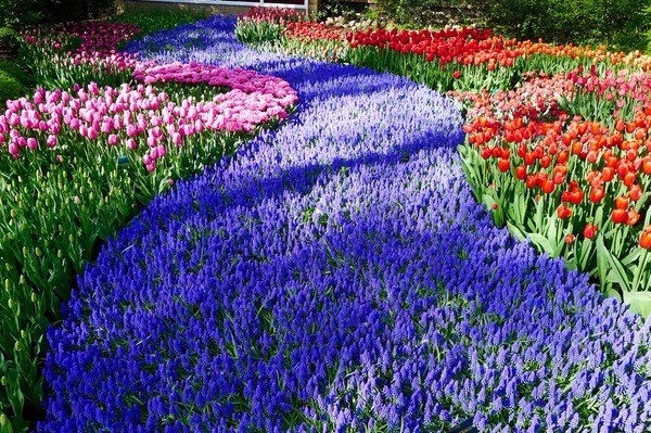 朝圣春天，让我们一起去荷兰看花