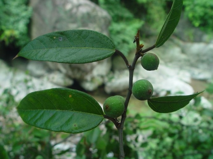 珍珠莲的功效与作用