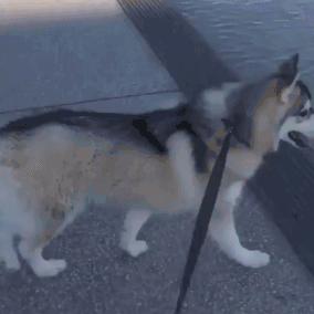 二哈：我蠢起来连我自己都想哭！！！