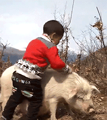 好狗不和鸡斗，本大爷先撤啦