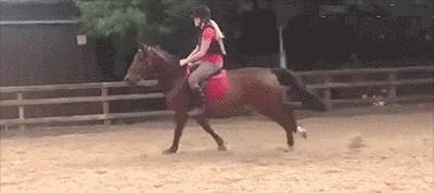 落地平阳被狗 一代百兽之王坠落