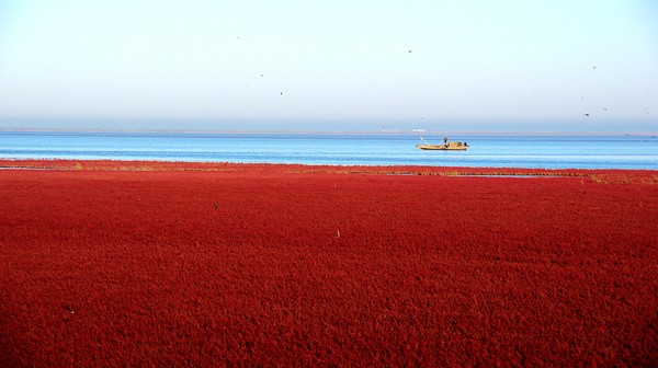中国一大奇观—辽宁盘锦红海滩