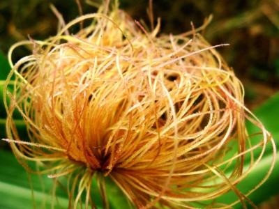 这个蔬菜降脂降压又降糖，抓紧吃