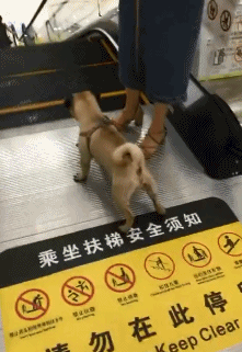 二哈：我蠢起来连我自己都想哭！！！