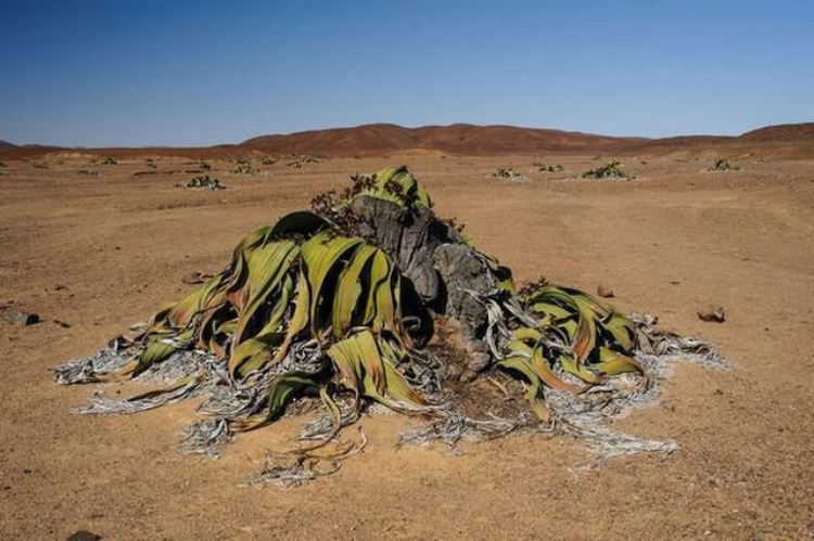 这个沙漠超诡异 有百亿吨水却几乎寸草不生