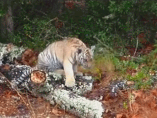 好狗不和鸡斗，本大爷先撤啦