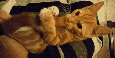 二师兄，我把你当兄弟，你居然想....