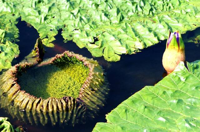 这种米却被称为女人的“不老米”，男人的“长寿米”！