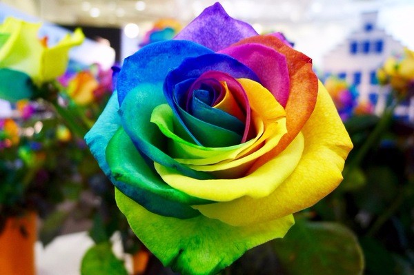 朝圣春天，让我们一起去荷兰看花