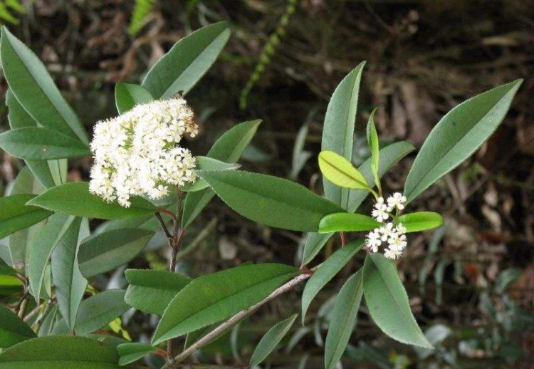 光叶石楠的药用价值_光叶石楠的副作用