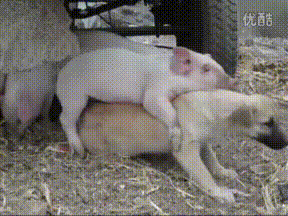 二师兄，我把你当兄弟，你居然想....