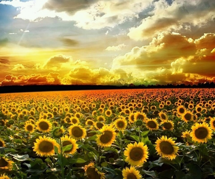 心态很乐观，一直很强大的3个星座