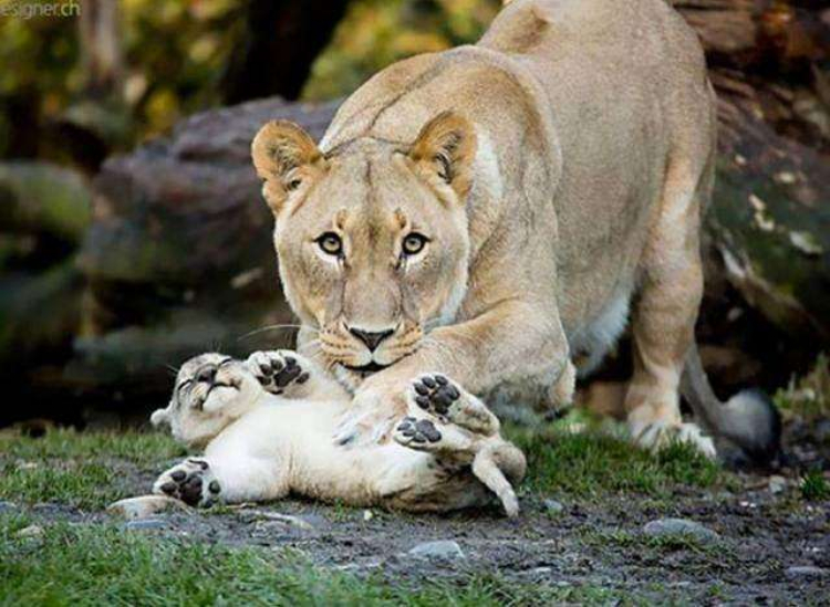 对外很强势,对家人却很温柔的3个星座 对外很强势,对家人却很温柔的3个星座