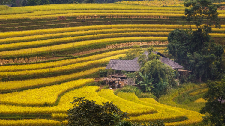 唯美护眼田园风景