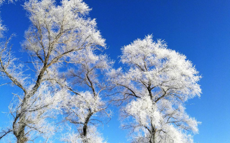 雾凇岛唯美雪景