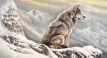 不惑人生 与狼共舞