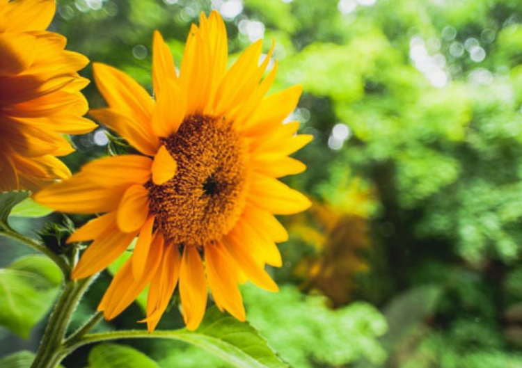 心态很乐观，一直很强大的3个星座