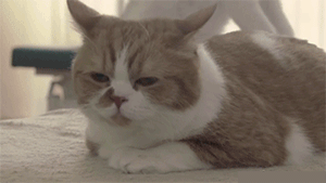 果然任何种族对肉球都没有抵抗力~