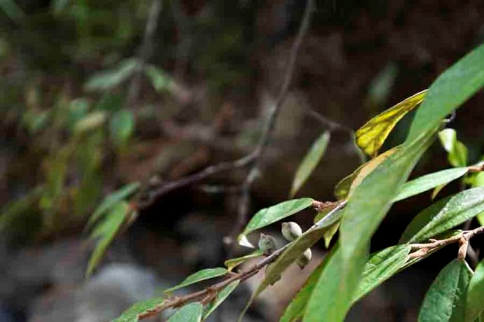 珍珠莲的功效与作用