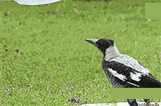 这个是什么怎么抓不到..