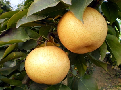 马蹄黄梨的吃法 马蹄黄梨的吃法