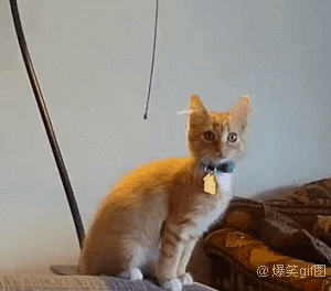 看什么看 瞧你那损塞样